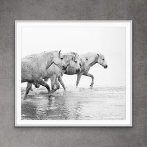 Wild Horse Photography White Camargue Horses in Water Print - “Four White Horses Walk through the Water”