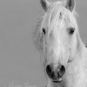 May include: A close-up of a white horse's face. The horse has a long, flowing mane and a soft, gentle expression. The background is a light gray.