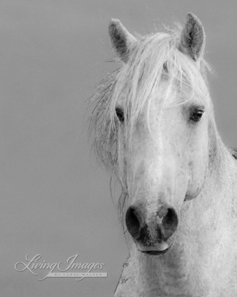 May include: A close-up of a white horse's face. The horse has a long, flowing mane and a soft, gentle expression. The background is a light gray.