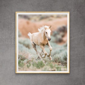 Wild Horse Photography Wild Baby Horse Runs - “Palomino Foal Runs”