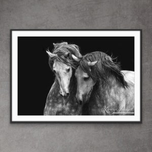 Horse Photograph Dappled Spanish Stallions Print - “Two Andalusian Stallions III”