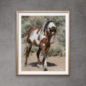 Wild Horse Photography Picasso Pinto Horse Print -  “Picasso Strides”