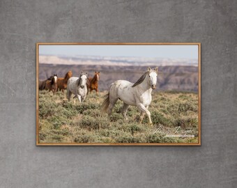 Wild Horse Photography Wild Horse Family Adobe Town Print - “The Stallion Leads the Way“