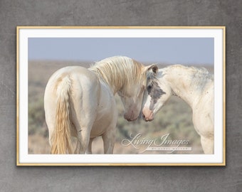 Wild Horse Photography Red Desert Colorful Stallions Horse Print - “Zelos and Damon”