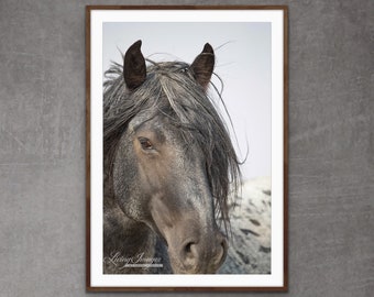Wild Horse Photography Wild Blue Roan Stallion Blue Zeus Print - “Wild Blue Roan Stallion Close Up