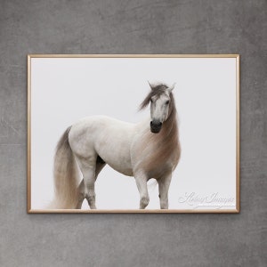 Horse Photography “White Stallion Turns at Dawn” Horse Wall Art Andalusian Stallion Horse Art White Horse Home Decor
