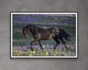 Wild Horse Photography Wild Black Pryor Mountain Stallion Print - "Galaxy Trots in the Lupine"