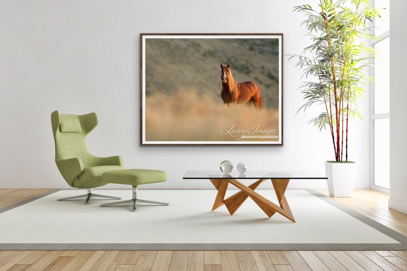 Wild Horse Photography Wild Adobe Town Sorrel StallionPrint Sunrise Stallion image 3