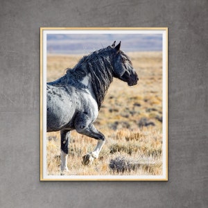 Wild Horse Photography Wild Roan Stallion Blue Zeus Print - “Wild Blue Roan Stallion On Alert”