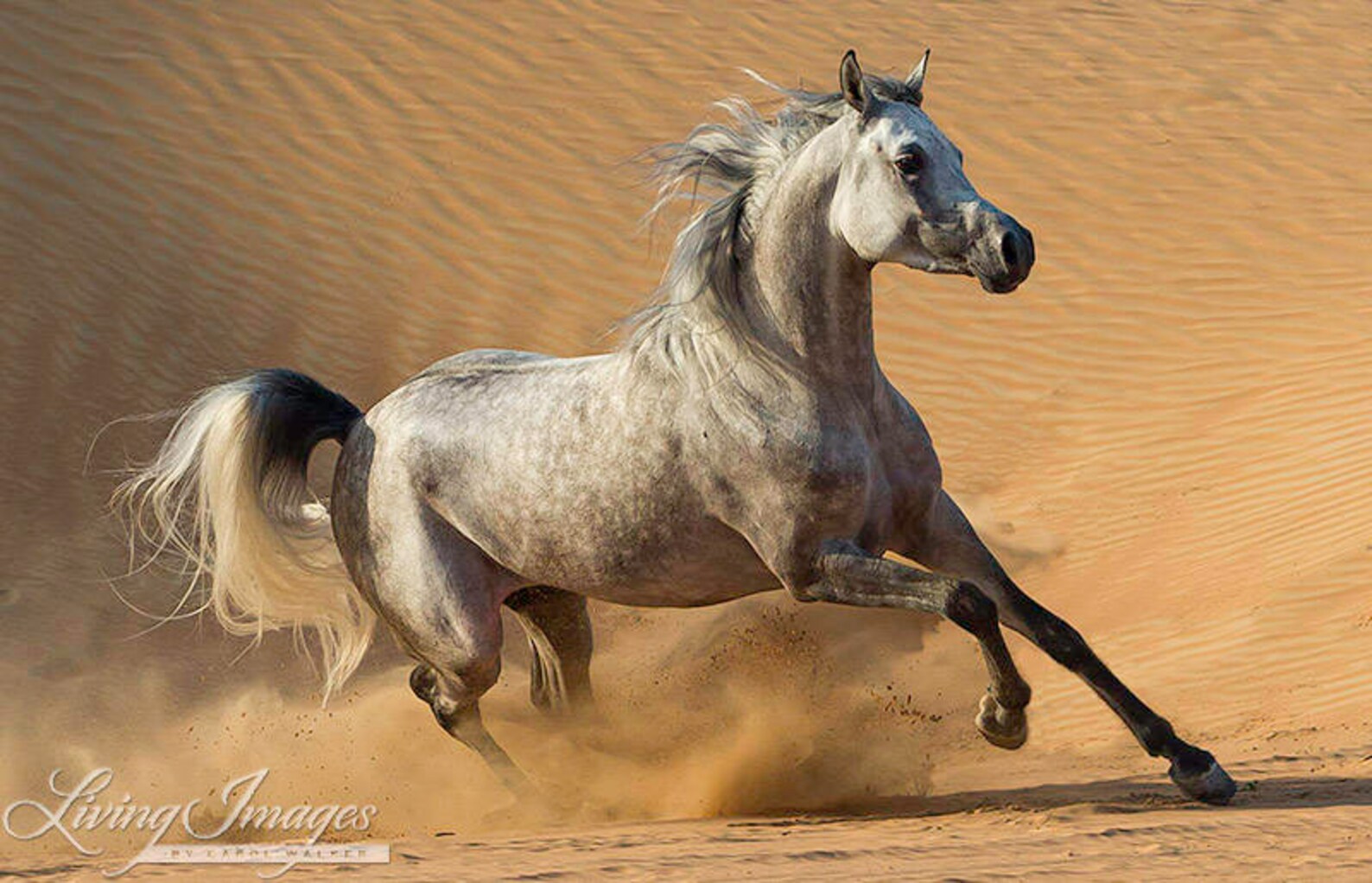 Desert Stallion