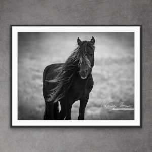 May include: Black and white photograph of a wild horse with a long mane blowing in the wind. The horse is standing in a field with a blurred background.