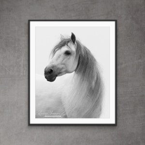 Horse Photography White Andalusian Horse Print - “Andalusian Stallion Looks”