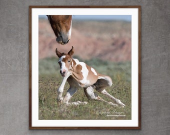 Wild Horse Photography Wild Horse Pinto Mare and Foal - “Wild Horse Foal is All Legs”