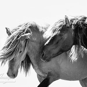 Wild Horse Photography Wild Sable Island Stallions Print - Etsy