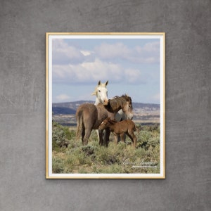 Wild Horse Photography Wild Adobe Town Mare and Foals Print Adobe Town Family image 1