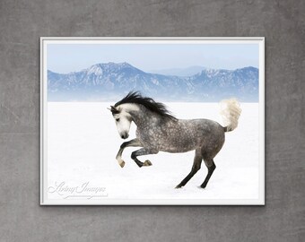 Horse Photography Dappled Gray Andalusian Horse Print - “Snowy Romp”
