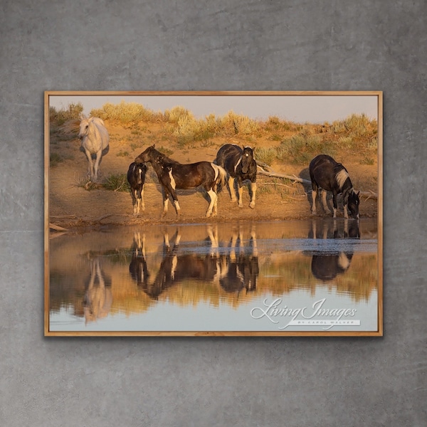 Wild Horse Photography Wild Horse Stallion Mare and Foal Sunset Print - “Wild Pinto Family at the Waterhole