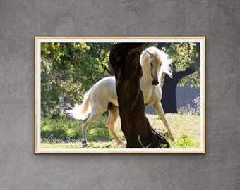 Horse Photography White Lusitano Horse Print “The Stallion and the Tree”