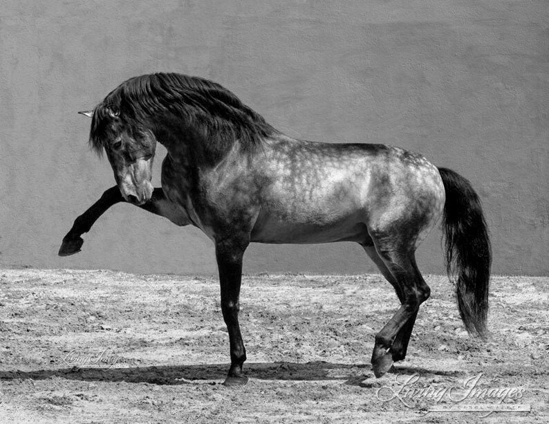 Buckskin Pferd / Run wild! 🌾 • 📷 : @spanishvision | Pferdefotos, Hübsche ... / Suche buckskin oder falbe farbenes pferd.