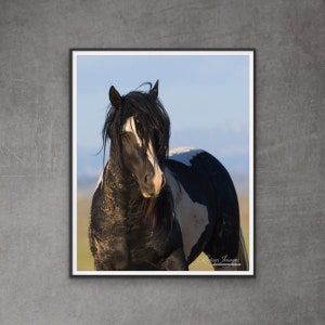 Wild Horse Photography Washakie Wild Pinto Stallion Print - “Black and White Stallion Comes Close”