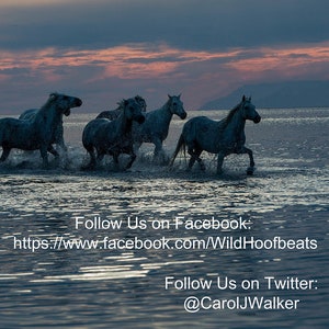 May include: A group of white horses run through the water at sunset. The horses are silhouetted against the sky, and the water is reflecting the light of the setting sun. The text "Follow Us on Facebook: https://www.facebook.com/WildHoofbeats" and "Follow Us on Twitter: @CarolJWalker" is at the bottom of the image.