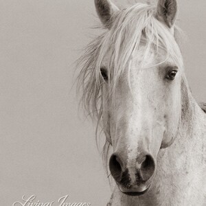 May include: A close-up portrait of a white horse with a long, flowing mane. The horse's head is turned slightly to the side, and its eyes are closed. The background is a soft, blurred gray.
