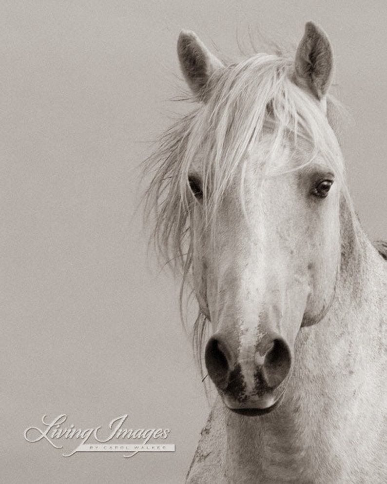 May include: A close-up portrait of a white horse with a long, flowing mane. The horse's head is turned slightly to the side, and its eyes are closed. The background is a soft, blurred gray.