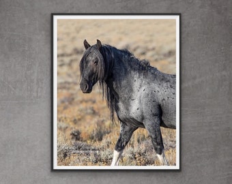 Wild Horse Photography Wild Stallion Blue Zeus Print - “Wild Blue Roan Stallion II”