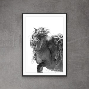 Fotografía de caballos salvajes: Impresión de sementales salvajes de la Isla Sable - "Dos sementales de la Isla Sable VIII"