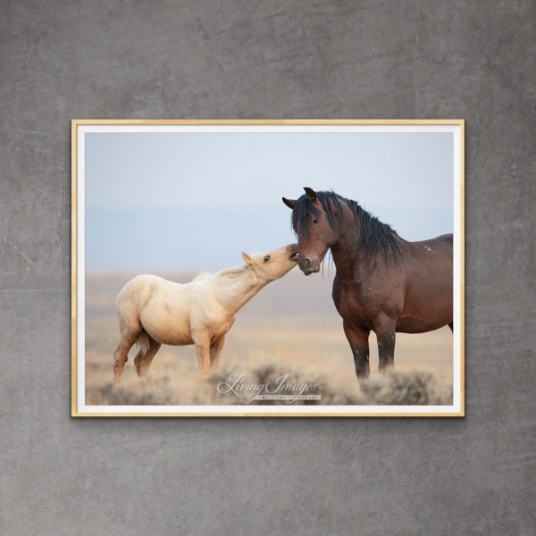 Wild Horse Photography Wild Pinto Stallion and Colt Print - “Wild Father and Son”