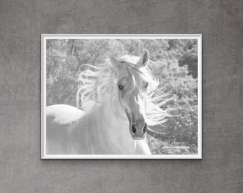 Horse Photography White Andalusian Stallion Print - “The White Stallion’s Mane”
