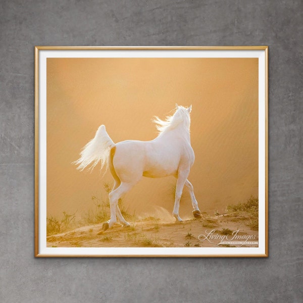 Horse Photography White Arabian Horse Runs Print - “Desert Stallion at Sunset”