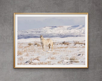 Wild Horse Photography Wild White Stallion Print - “Wild Snow Stallion”