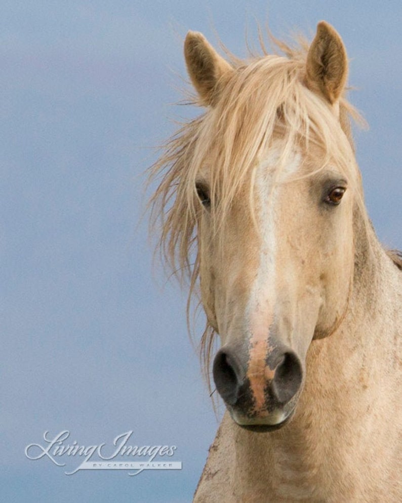May include: A close-up portrait of a light brown horse with a white stripe down its face. The horse has a long, flowing mane and a soft, gentle expression.