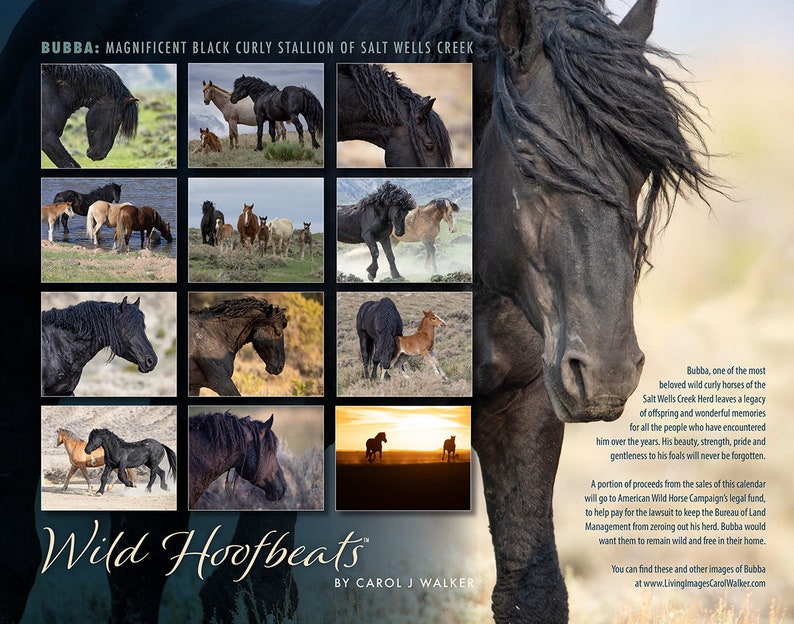 Wild Horse 2024 Wall Calendar Discounted Bubba: Wild Stallion of Salt Wells Creek 50% Off Discount image 2