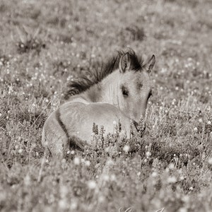 Wild Horse Photography Pryor Mountain Wild Foal Flowers Print Foal in the Lupine image 6