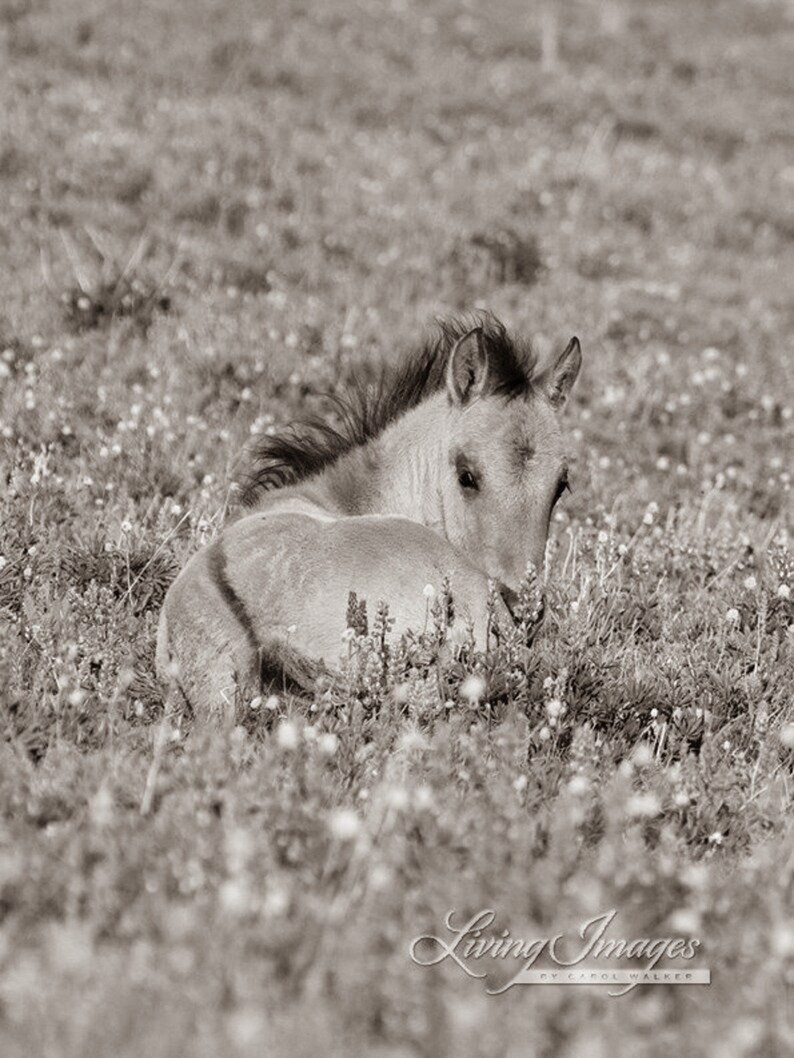 Wild Horse Photography Pryor Mountain Wild Foal Flowers Print Foal in the Lupine image 6