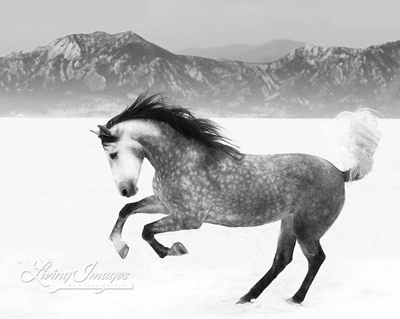 Horse Photography Dappled Gray Andalusian Horse Print snowy Etsy