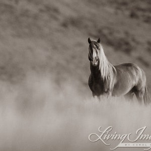Wild Horse Photography Wild Adobe Town Sorrel StallionPrint Sunrise Stallion image 6