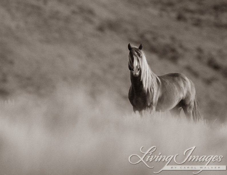 Wild Horse Photography Wild Adobe Town Sorrel StallionPrint Sunrise Stallion image 6