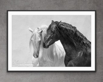 Horse Photography Black and White Andalusian Stallions Print - “Black and White Stallion Friends”