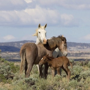 Wild Horse Photography Wild Adobe Town Mare and Foals Print Adobe Town Family image 3