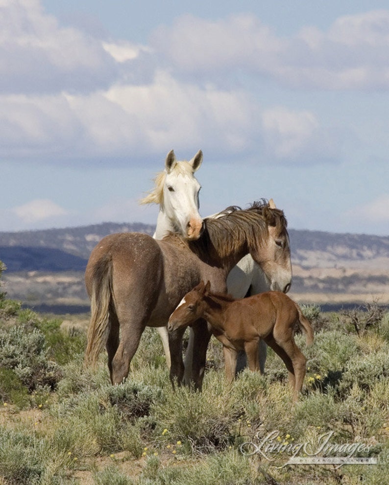 Wild Horse Photography Wild Adobe Town Mare and Foals Print Adobe Town Family image 3