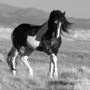 Wild Horse Photography Washakie Wild Pinto Stallion Print Black and White Stallion Walks image 4