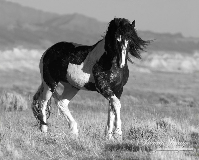 Wild Horse Photography Washakie Wild Pinto Stallion Print Black and White Stallion Walks immagine 4