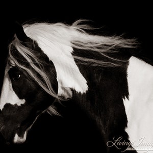 Horse Photography Black and White Gypsy Horse Print Dark Gypsy image 5