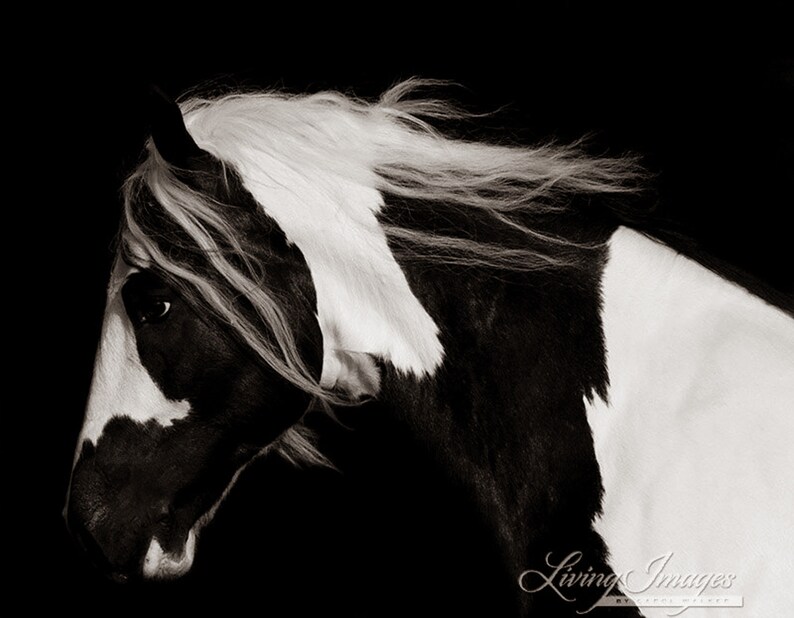 Horse Photography Black and White Gypsy Horse Print Dark Gypsy image 5