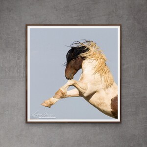 Wild Horse Photography Wild Pinto Stallion Print - “Warbonnet Rears”