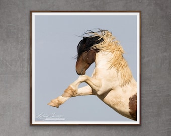 Wild Horse Photography Wild Pinto Stallion Print - “Warbonnet Rears”