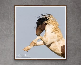Wild Horse Photography Wild Pinto Stallion Print - “Warbonnet Rears”